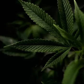 Quit Smoking Weed For Your Own Good